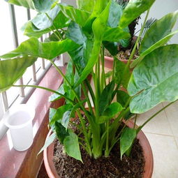 武汉同城绿植鲜花盆栽，送货上门还能七天包换！自有基地，连花盆攻略都送你
